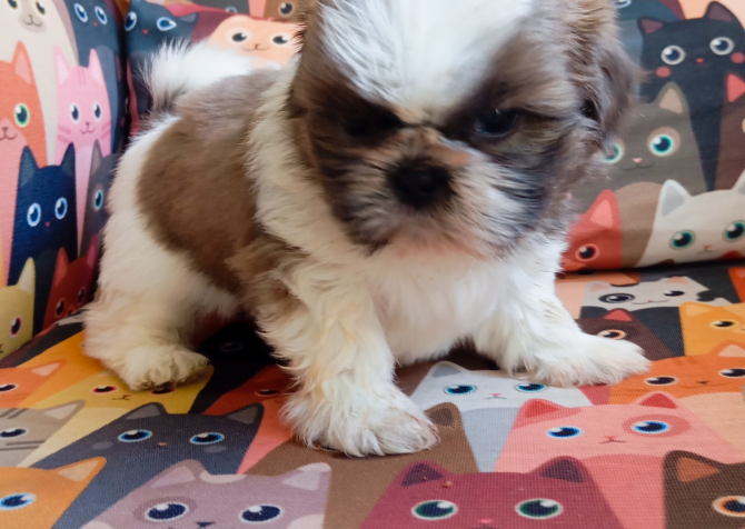 A Kalite Shih Tzu yavrular